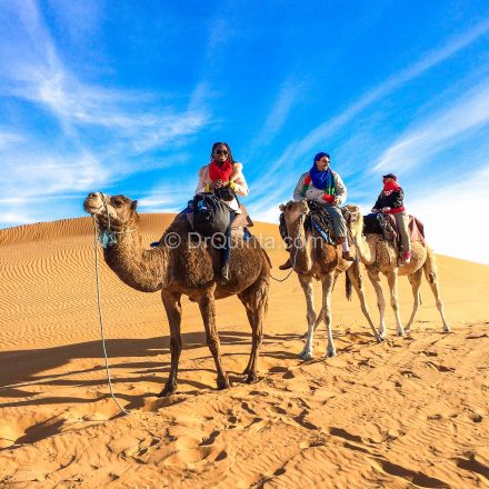 Riding camels in the Sahara Desert