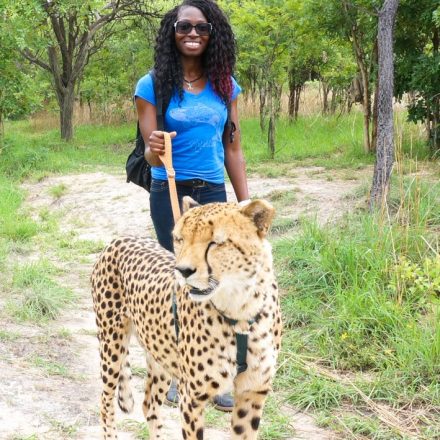 Walking a cheetah